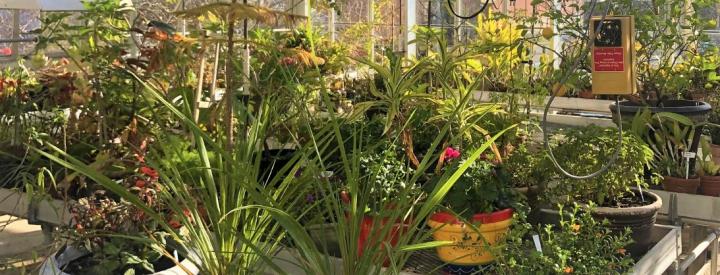 greenhouse